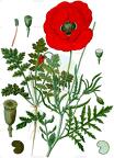 Papaver rhoeas
