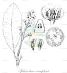 Sphenostemon comptonii