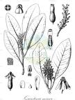 Quintinia minor