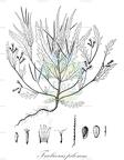 Tricliceras pilosum