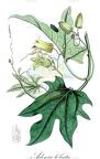 Adenia lobata