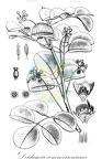 Deidamia commersoniana