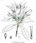 Erblichia odorata