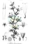 Arboa berneriana