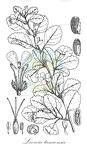 Loewia tanaensis