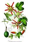 Distemma coccinea