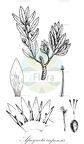 Afroqueta capensis