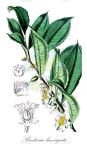 Barteria laevigata