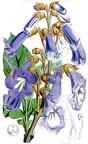 Paulownia tomentosa