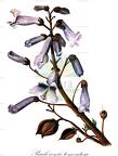 Paulownia tomentosa