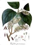 Wightia speciosissima