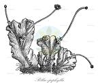 Pellia epiphylla