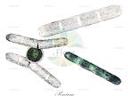 Penium
