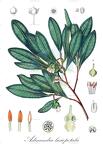 Adinandra lasiopetala