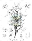 Pentaphylax euryoides
