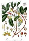 Ternstroemia gymnanthera