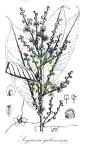 Soyauxia gabonensis