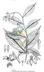 Petermannia cirrosa