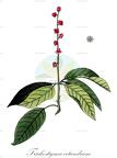 Trichostigma octandrum