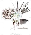 Petrospongium