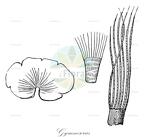 Gymnosorus
