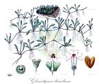 Glossostigma diandrum