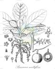 Baccaurea multiflora