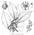 Thecacoris stenopetala