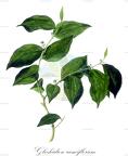 Glochidion ramiflorum