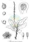 Anisomeria coriacea