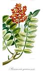 Picramnia guianensis