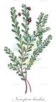 Neoroepera banksii