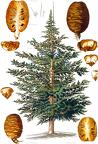 Cedrus atlantica