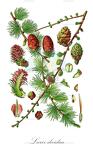 Larix decidua