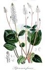 Peperomia fraseri