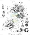 Pittosporum crassifolium