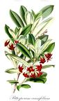 Pittosporum crassifolium