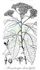 Auranticarpa rhombifolia