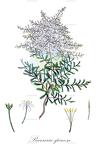 Bursaria spinosa