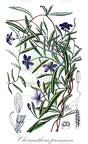 Cheiranthera preissiana