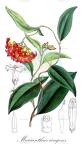 Marianthus ringens