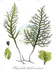 Plagiochila stephensoniana Historische Abbildung von Plagiochila stephensoniana - Plagiochilaceae | Historical Illustration of ... Plagiochila stephensoniana