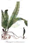 Plagiogyria matsumureana
