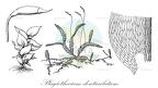 Plagiothecium denticulatum