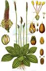 Plantago media