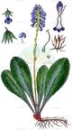 Wulfenia carinthiaca