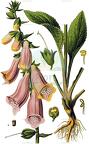 Digitalis purpurea