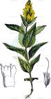 Paederota lutea