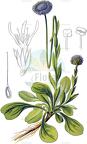 Globularia bisnagarica