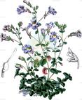 Chaenorhinum origanifolium